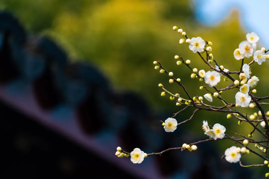 唯有春风最相惜，一年一度一归来——王安石《梅花》